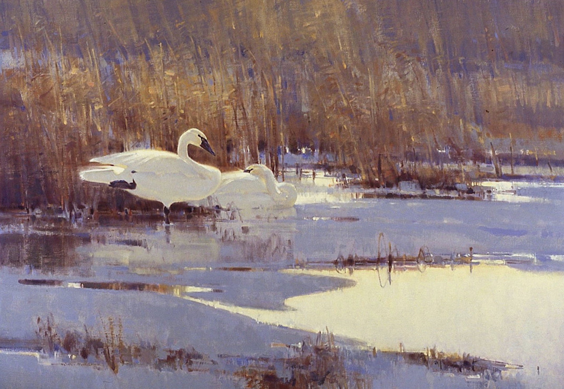 Resting Tundra Swans by Jim Morgan
